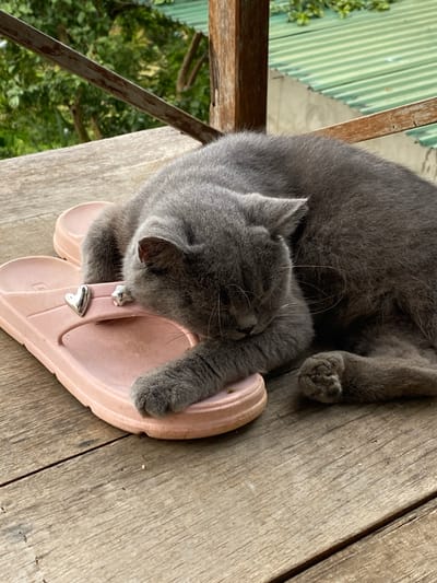 A gray cat is sleeping on a pair of pink flip-flops on a wooden deck. The cat is curled up, with its head resting on the flip-flops. Its eyes are closed, and its paws are tucked underneath its body. The wooden deck is made of planks of wood, and there is a green corrugated roof in the background. The scene appears to be outdoors, and the lighting suggests it is daytime. The cat looks comfortable and peaceful. There is no visible text in the image. The location is Thôn 3, Vietnam.