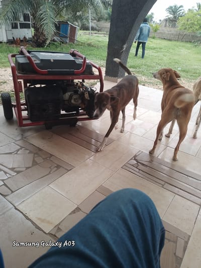 A man in a blue denim jacket and jeans walks away from the camera in a grassy yard with palm trees and a grey concrete wall in the background. A portable generator with a red frame is in the foreground, on a tiled patio. Three dogs are on the patio; one is a tan dog facing away from the camera, another is a brown and black brindle dog facing left and looking down, and the third is a light brown dog whose body is mostly out of frame. The sky is overcast. The watermarked text "Samsung Galaxy A03" is in the bottom right corner of the image.
