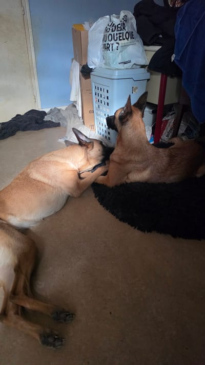 The image shows two dogs, possibly Belgian Malinois or similar breeds, in an indoor setting. One dog is standing near a light blue plastic laundry basket stacked on top of several boxes, while the other is lying down on a dark rug placed on a tan tile floor. There's a white plastic bag with French text "INTERMARCHE, DEIR WQUELQUE PART? Ce sac est fabric de plastique recycle" visible near the laundry basket. There is also a glimpse of a light blue wall in the background.
The location in the city of Magny-les-Hameaux, France cannot be confirmed with the data provided.