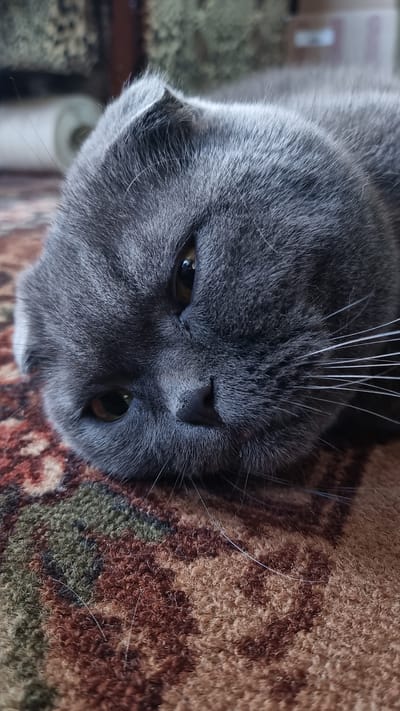 A close-up, eye-level shot shows a grey Scottish Fold cat lying on a patterned carpet. The cat's head is tilted to its left, with its right eye visible and partially closed. Its ears are folded down, characteristic of the breed. The background is out of focus, showing what appears to be a textured surface. The carpet has a warm, earthy color palette with abstract patterns. The image is cropped tightly on the cat's face and the immediate surroundings. There is no discernible urban or specific geographical context within the image to suggest a location in Vysokoe, Russia.