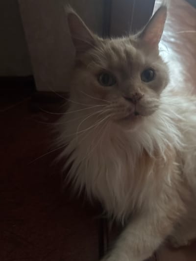 A close-up, eye-level shot shows a light-colored cat with a fluffy mane and long whiskers lying on a dark brown tiled floor. The cat's face is the main focus, with its eyes looking directly at the camera. The background is dimly lit and out of focus, with a hint of a vertical surface on the left. The scene is consistent with an indoor setting, such as a residential apartment in Volzhsk, Russia. There are no people present in the image. The cat appears calm and relaxed.