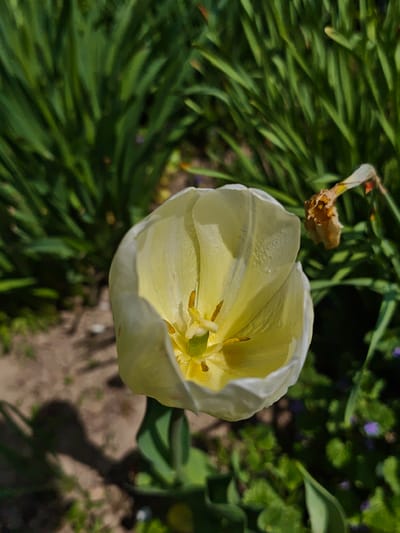 A close-up shot taken in Parkhomivka, Ukraine, shows a single white tulip in bloom, surrounded by green foliage and a patch of brown soil. The tulip's petals are partly open, revealing a yellow interior with the flower's stamen and pistil. The photograph also includes a dead flower on the right side of the frame.