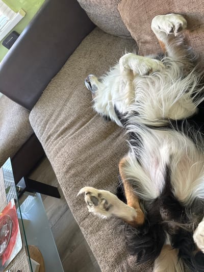 A tricolor dog, consistent with a Bernese Mountain Dog or similar breed, is observed lying on its back on a light brown textured fabric sofa. The dog's white chest and belly fur are prominently displayed, with black and tan markings visible on its limbs and side. Its head is tilted slightly to the left, exposing its snout and upper teeth. All four paws are curled upwards. To the left of the dog, a darker brown upholstered section, likely a sofa arm or back, is visible. Further left and lower, a glass-topped coffee table is present, bearing a red-patterned placemat with a clear glass bowl or dish, and an additional object. The floor beneath the table is a light-toned laminate or wood. In the upper left background, a window sill is partially visible with a small black digital clock, set against a light green painted wall. The dog appears to be sleeping or in a state of deep rest. The scene is situated indoors, within a domestic residence in Dorchester, United Kingdom.