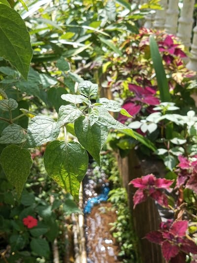 The image displays a densely vegetated outdoor scene in Neerveli, Sri Lanka, illuminated by natural sunlight. In the foreground, a prominent plant with textured green leaves is partially highlighted, casting shadows on its lower foliage. To the lower left, a single red flower is visible amidst other green plants. A narrow water channel traverses the midground, flowing downwards and exhibiting reflections and glints of light on its surface. A section of blue material is observed within this channel. The banks of the channel are earthen and feature small green plants. The background consists of varied plant life, including numerous specimens with deep red and maroon leaves, alongside other green foliage. A vertical wooden element is partially visible on the right side of the background, and a blurred white balustrade structure can be seen in the upper right.