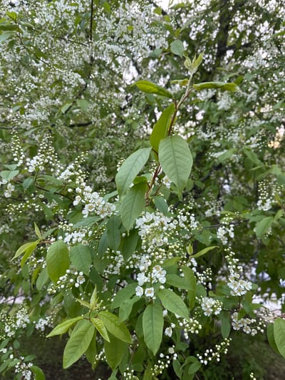 The image depicts a close-up view of a tree with dense foliage and small white flowers, likely in full bloom. The leaves are green and vary in size and shape. The flowers are clustered together, creating a full and vibrant appearance. The environment is likely an outdoor setting, possibly within the city of Sayansk, Russia, but specific landmarks or indicators are not visible. The image does not contain people, and the primary subjects are the tree, leaves, and flowers. The scene appears to capture the natural beauty of the tree and its blossoms.