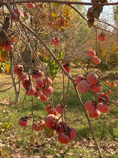 A bare tree laden with ripe persimmons. Clusters of the orange fruit dangle from thin branches against a backdrop of muted greens and browns, suggesting autumn. Some dried leaves cling to the tree, while others are scattered on the ground. The image focuses on the persimmons, highlighting their color and abundance.