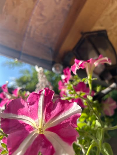 A close-up, low-angle shot captures a cluster of vibrant pink and white petunias in bloom. The foreground is dominated by a large petunia with ruffled edges and prominent pink stripes against a white background. Behind it, other petunias in varying stages of bloom are visible, some appearing more solid pink. The flowers are nestled amongst lush green foliage. Above the flowers, a wooden structure, possibly a roof or overhang, is visible, casting shadows. Sunlight streams through the scene, creating lens flare on the left side. In the background, out of focus, are hints of green trees and a bright blue sky, suggesting an outdoor setting. A dark, lantern-like object is partially visible hanging from the wooden structure. The overall impression is one of a sunny day in a garden or floral display. The image does not contain any people or indicate a specific location in Gara Oreshets, Bulgaria.