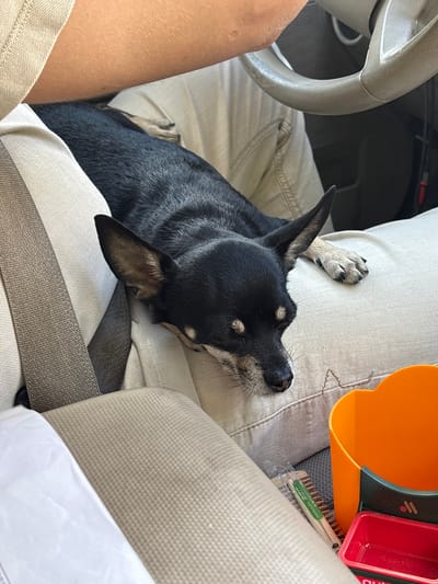 A black and tan chihuahua dog is lying down in a car passenger seat, resting its head on the light-colored upholstery. The dog's eyes are closed, and it appears to be asleep. A person's arm and leg are visible in the background, suggesting they are the driver or a passenger. The car interior includes a steering wheel and beige seatbelts. An orange container and a small red tray are visible in the lower right corner of the image, along with a small brush. There is no indication of the location in the city of Новое, Russia.
