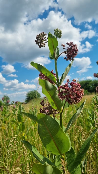 A close-up, low-angle shot captures a plant with large green leaves and clusters of dark red flowers against a bright blue sky dotted with fluffy white clouds. The plant is in the foreground, with other similar plants and tall, dry grasses visible in the background, suggesting an outdoor, natural setting. The overall impression is one of a sunny day in a field or meadow. There are no people or animals visible in the image.