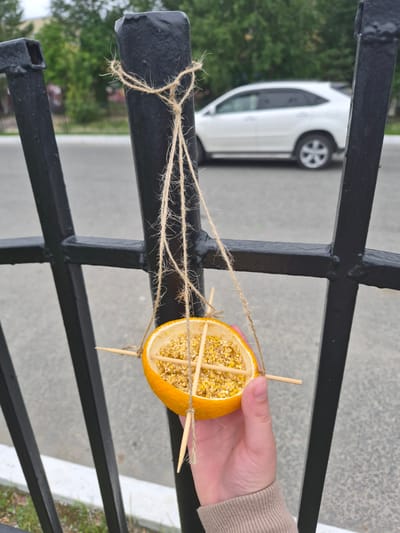 A do-it-yourself bird feeder, made from a hollowed-out orange peel filled with birdseed and supported by wooden skewers, is suspended by twine from a black metal fence. The feeder is held by a person's hand, wearing a beige sweater, in what appears to be an outdoor urban setting in Nyagan, Russia. The background shows a paved area, trees, and a white vehicle.