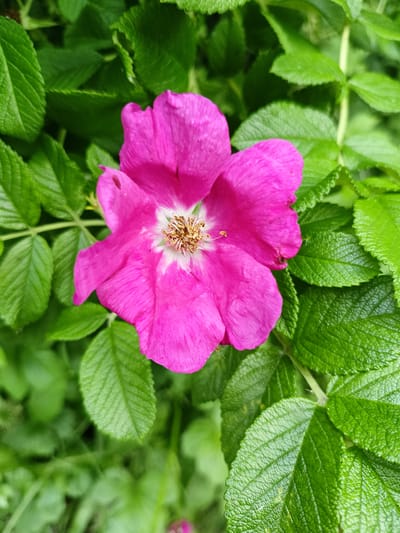 A close-up shot focuses on a vibrant pink rose blossom surrounded by lush green foliage. The flower is the central subject, with its delicate petals unfurling outwards. The center of the rose reveals a cluster of stamens, appearing in shades of light brown and yellow, with a hint of white around them. The petals are a rich, saturated pink, with subtle variations in tone and texture. Some petals show a slightly lighter shade towards their edges. The surrounding leaves are a deep green, with visible veins and serrated edges, creating a textured backdrop for the flower. The lighting suggests it might be daytime, with the soft light illuminating the flower and leaves. The background is filled with more greenery, some of which is slightly out of focus, giving depth to the image. There are no people or visible text in the media file. The scene is one of natural beauty, likely found in a garden or natural setting. The overall mood is serene and captures the essence of a blooming flower in its natural environment. The location context is Lagovskoe, Russia.