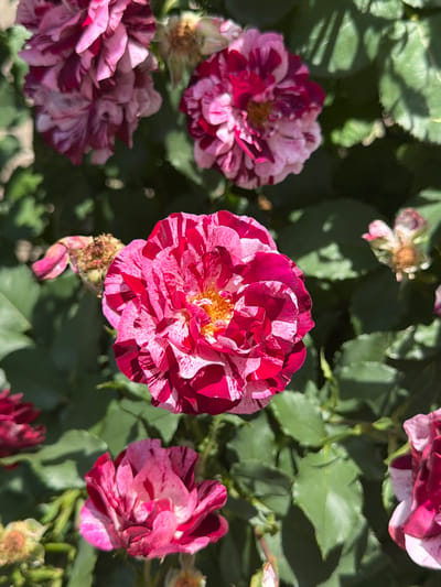 A close-up, eye-level shot captures a cluster of striped roses in bloom. The flowers display a vibrant mix of deep pink and white petals, with some petals featuring delicate veining. The central rose is in sharp focus, showcasing its intricate layers and yellow stamen. Other roses and buds are visible throughout the frame, some in sharp focus and others blurred, creating a depth-of-field effect. Lush green leaves form the backdrop, with dappled sunlight creating shadows and highlighting the texture of the foliage. Several faded rose petals and seed heads are also present, suggesting a continuous cycle of blooming and decay. The image appears to be a natural outdoor setting, possibly a garden or park, in Oryahovo, Bulgaria.