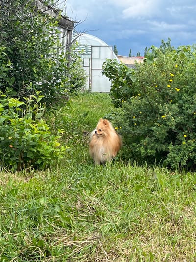 A small, fluffy, tan Pomeranian dog stands in tall green grass. The dog is facing left with its mouth slightly open. Behind the dog, there is a dense green bush with small yellow flowers. To the left of the dog, there are more green bushes and part of a rustic, weathered building with a grey, sloping roof and vertical wooden planks. In the background, beyond the building and bushes, is a white geodesic dome greenhouse structure with translucent panels and a metal frame. Further in the distance, there are more buildings and some trees against a cloudy sky. The overall setting appears to be a rural or suburban yard.