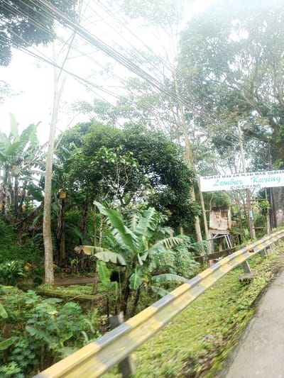 The scene depicts a verdant, semi-rural roadside in Cugenang, Indonesia, as indicated by a prominent sign. In the immediate foreground, a yellow and black striped metal guardrail angles upward from the lower right, bordering a paved road surface visible to its right. Below the guardrail, the ground is covered in green grass and low-lying vegetation.
The midground features dense tropical foliage, including several large banana plants with broad green leaves, interspersed with other trees and undergrowth. To the left, a narrow dirt path or opening is visible within the vegetation.
To the right of the dense vegetation, a rectangular white sign is mounted on poles. The sign reads, "RUMAH MAKAN IKAN MAS GURAME," with "Lembar Kuring" in larger script below, followed by "Cugenang." Immediately to the right of this sign, a small, weathered concrete structure with an open, dark interior is partially visible, appearing dilapidated.
Numerous utility poles with multiple overhead power lines traverse the upper midground and background. The background is dominated by a bright, overcast sky and a canopy of tall trees, some with dense green leaves, others with more sparse foliage. No individuals are visible in the scene, and no specific actions or interactions are depicted.