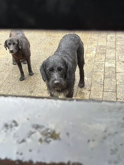 Two wet, black dogs stand on a paved outdoor area. The dog in the foreground is facing the camera, and the dog in the background is looking to the left. The ground is made of rectangular pavers and appears wet, suggesting recent rain or a cleaning. The scene is framed by a dark, horizontal element at the top and a blurred, lighter element at the bottom, suggesting the photo was taken through a fence or window. The environment appears to be a courtyard or patio area. The specific location in Kobuleti, Georgia, is not discernible from the image itself.
