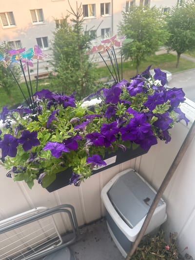 The image shows a hanging planter filled with vibrant purple petunias. The planter is black and is attached to a railing on a balcony or patio. In the background, there is a light-colored building with several windows. Trees and grass are also visible behind the building, suggesting an outdoor setting.
Several decorative butterfly-shaped ornaments are attached to thin black rods and are placed in front of the flowers. These butterflies have iridescent wings in shades of purple, pink, and green, and some have white feathery accents.
To the right of the planter, a white and gray object, possibly a speaker or an outdoor light fixture, is mounted on the wall. Further to the right, a metal drying rack is visible.
The lighting in the image suggests it might be daytime, possibly late afternoon or early evening, with the sun casting some light and shadows. The petunias appear slightly wet, indicating recent rain or watering. The overall scene conveys a sense of a decorated outdoor living space.