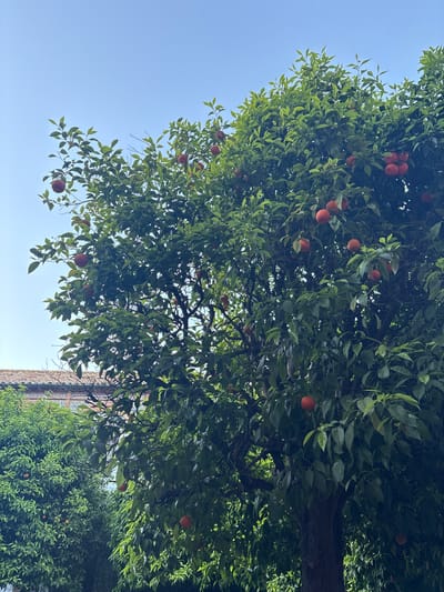 An upward-angled view captures a mature orange tree (Citrus × sinensis) densely covered in dark green leaves and numerous ripe, reddish-orange fruits. The tree's canopy dominates the majority of the frame against a clear, light blue sky. In the lower left quadrant, a portion of an adjacent building is visible through the foliage, displaying a terracotta tile roof with undulating edges and a segment of a wall adorned with blue and white patterned ceramic tiles. A second, smaller orange tree appears partially on the left. The outdoor scene is brightly illuminated, characteristic of a sunny day in a traditional courtyard or garden within Córdoba, Spain.