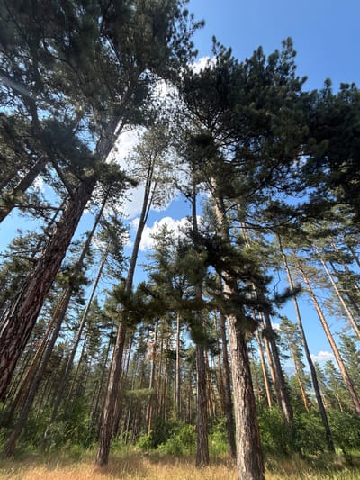 This is a low-angle, wide shot of a pine forest with a clear blue sky and scattered white clouds. The foreground features dry, golden grass. Tall, mature pine trees dominate the scene, their trunks thick and textured, with a canopy of dark green needles that create a dense cover overhead. The trees are angled, suggesting a natural growth pattern or a slight incline in the terrain. In the distance, the forest continues, with younger, thinner trees visible, and hints of rolling hills or mountains under the sky. The overall impression is one of a sunlit, natural woodland environment. The location is the Pine Forest near the town of Chavdar, Bulgaria. There are no people or animals visible in the image.