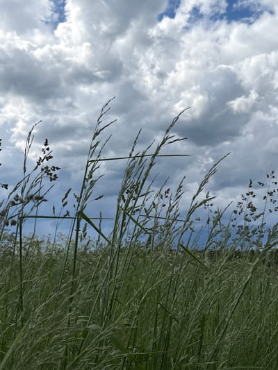 The image depicts a close-up, low-angle view of tall grasses in a field under a cloudy sky. The grass stalks are predominantly green and varying in height, with some featuring seed heads or small brown florets. The sky is filled with dramatic, grey and white cumulus clouds, with patches of blue sky visible. The background shows a blurred expanse of more grasses and a dark line suggesting distant trees or landscape. The lighting suggests it is daytime, possibly overcast or nearing dusk. There are no people or animals visible in the frame. The scene is natural and appears to be an outdoor, undeveloped area. There is no information within the image to suggest it is located in Дресвяново, Russia.