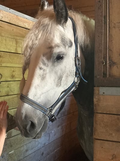 A close-up, waist-up shot of a dappled grey horse in a stable is captured. The horse, with a braided forelock, is wearing a halter with blue and black accents. Its head is turned to the left, and its right eye is visible, appearing alert. A person's hand, with visible fingers and fingernails, is reaching towards the horse's muzzle from the left side of the frame, possibly petting or offering something. The background consists of wooden planks, forming the walls of the stable. The lighting suggests an indoor environment, possibly natural light filtering in. The scene takes place within the city of Pavlovsk, Russia.