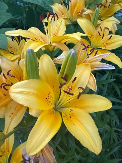 A close-up, overhead view of a cluster of bright yellow lilies with dark brown stamens and black speckles on their petals. The lilies are in various stages of bloom, with some fully open and others still in bud. The background consists of dark green foliage. The image is taken outdoors, likely in a garden. There is no indication of people or specific actions.