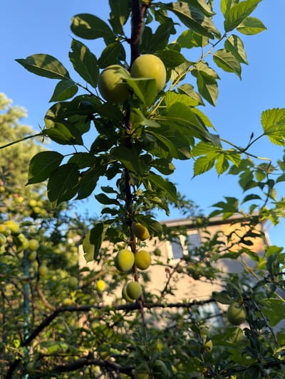 The image displays a close-up view of a plum tree laden with green, unripe plums, set against a clear blue sky. The sunlight filters through the leaves, creating dappled light and shadow effects. In the background, a building with a light-colored facade and a tiled roof is visible, suggesting an urban or suburban residential setting. The scene appears to be located in Obukhivka, Ukraine, as indicated by the provided context. The focus is on the fruit and foliage, with the background slightly out of focus, emphasizing the natural elements. There are no people or animals present in the image.