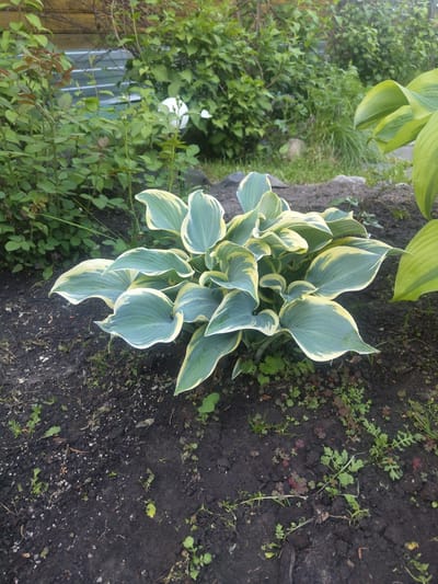 The image depicts a garden scene with a prominent hosta plant in the foreground. The hosta features large, variegated leaves with blue-green centers and creamy yellow margins. The plant is situated in dark, rich soil with scattered small weeds and some dried leaves. In the background, there are various green shrubs and bushes, a portion of a wooden fence, and some type of metallic barrier. The overall setting suggests a residential garden. The location is identified as Beryozovka, Russia. There are no people or animals present in the image.