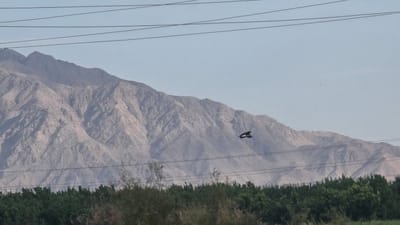In Ghafurov, Tajikistan, a bird with dark wings and a white underside is captured mid-flight against a backdrop of a light blue sky and a vast, rugged, light-colored mountain range. The mountain's slopes are textured with numerous shadows and ridges, suggesting a dry, arid environment. In the foreground, a dense line of dark green trees forms a natural barrier, with some lighter-colored branches and vegetation visible in front of them. Several thin, dark power lines stretch horizontally across the frame, intersecting the landscape from left to right. The bird is positioned in the upper right quadrant of the image, to the left of the mountain's peak.