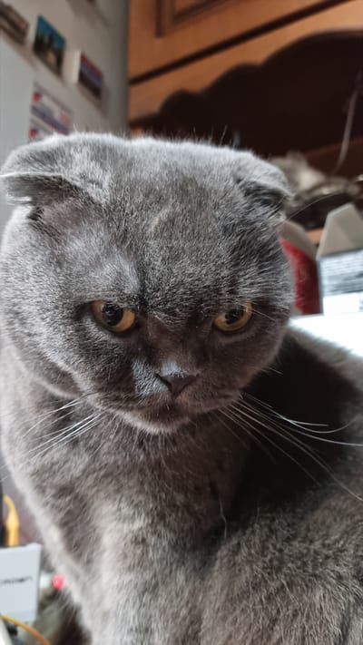 A close-up, eye-level shot shows a Scottish Fold cat with grey fur and amber eyes. The cat's ears are folded forward, giving it a distinct appearance. The cat is looking down and slightly to the right, with its whiskers fanned out. The background is blurred, but appears to be an indoor setting with wooden furniture and some shelves with items on them. The lighting is dim, with a warm glow. There is no indication of the city of Vysokoe, Russia, in the image.