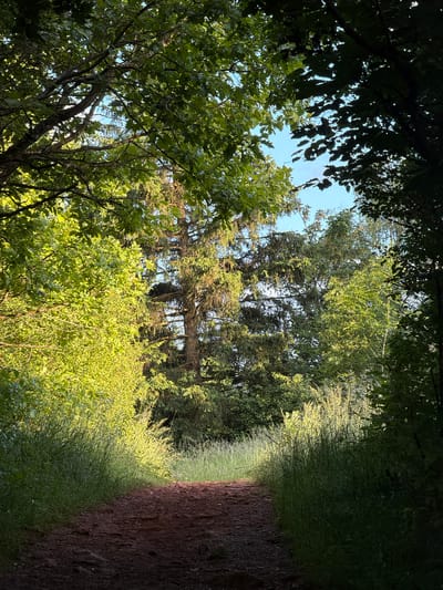 The image displays an unpaved forest trail in Schifflange, Luxembourg, receding into the background beneath a tree canopy. The path consists of reddish-brown earth with visible stones. It is bordered by dense green vegetation, with tall grasses and leafy undergrowth brightly illuminated by direct sunlight on the left side, contrasting with the shadowed right side. Overhead, a mix of deciduous and coniferous trees forms a dense canopy, with portions of clear blue sky visible through gaps in the foliage. A large, dark bird's nest is situated high in the branches of a coniferous tree in the mid-ground, towards the right of the central axis. No individuals or animals are present in the scene.
