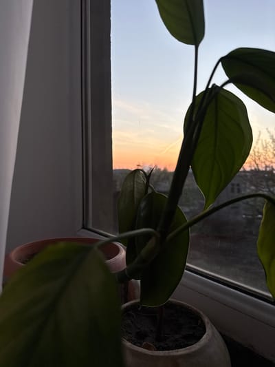 A potted plant sits on a window sill in what appears to be Taperakan, Armenia, as evidenced by the sky visible through the window at sunset. The plant has large, dark green leaves. There are two terracotta-colored pots; one is partially visible. The windowsill is white. The sky is a gradient of pale blue to orange. There are what appear to be vapor trails visible in the sky. Buildings are out of focus behind the plant, seen through the window.