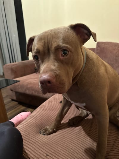 A medium shot, indoor, eye-level photograph shows a brown pit bull dog sitting on a brown striped ottoman in front of a couch. The dog is facing slightly to the left of the camera with its head tilted, looking directly at the camera. Its ears are perked, and its eyes are wide. A light grey collar is around its neck, and a white patch is visible on its chest. To the left of the frame, a person's legs are visible, with one leg wearing a black legging and the other a pink sock with red hearts. The background consists of a brown couch and a cream-colored wall, with vertical blinds visible in the far left. The scene appears to be a living room. The location is Malevo, Bulgaria.