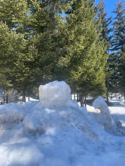 The scene depicts an outdoor winter landscape in the city of Palež, Montenegro. In the immediate foreground, a substantial, irregular mound of snow rests on the ground, exhibiting areas of partial melt and discoloration from embedded dirt or debris. Centrally positioned on this mound is a roughly cylindrical snow structure, approximately 1 meter in height, with a rounded top. To the right of the central structure, an elongated, curvilinear snow formation extends horizontally from the main mound, terminating in an upward-curving projection. The midground and background feature numerous tall, dense evergreen trees, identified as spruce or fir, with dark green foliage. Their individual trunks are visible through and below the canopy. The ground beneath the trees is covered in snow, with occasional patches of exposed dry vegetation or earth. Overhead, a clear blue sky is visible above the treeline. The scene is illuminated by natural sunlight, indicating daytime. No human figures, animals, or explicit actions are present.