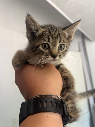 A close-up, eye-level, portrait-style photograph captures a tabby kitten being held in a person's hand. The kitten, which is approximately three to four weeks old, has large, alert green eyes and distinctive brown and black tabby markings. Its ears are pointed and erect, with fine hairs visible on the tips. The kitten's front paw rests gently on the holder's hand, and its body extends out of frame. The hand holding the kitten has a dark-colored digital watch on the wrist, adorned with a silver chain-link bracelet. The background is softly blurred, suggesting an indoor environment with a white wall and a hint of vertical blinds or a similar structure. There are no discernible landmarks or elements that would specifically place this image in Almalyk, Uzbekistan. The overall lighting is bright and even, illuminating the kitten's features.