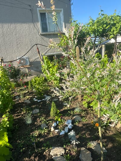 The original image is a vertical shot depicting a sunny residential garden scene in Rogozen, Bulgaria, beside a grey-stuccoed building. Bright daylight casts distinct shadows across the ground, indicating it is daytime, likely morning or afternoon, under a clear blue sky.
The prominent subject in the foreground and center is a large variegated tree or shrub, possibly a Salix integra 'Hakuro Nishiki', characterized by its striking white, pink, and green leaves. To its left, and extending across the top, are lush green grapevines, suggesting a trellis or pergola structure. The garden bed is composed of dark soil, interspersed with numerous grey and white stones of various sizes, creating a natural, decorative arrangement.
Among the ground cover and smaller plants, an orange flower, similar to a marigold, is visible, along with a silvery-blue, spiky ornamental grass and a small conifer-like plant. Further back, red roses and other green foliage contribute to the garden's variety.
On the left side of the image, the grey stucco wall of a building features a white-framed window with multiple panes. An outdoor air conditioning unit is mounted lower on the wall, and black electrical wires or cables run horizontally along the surface. A small, dark garden light or sprinkler head is partially visible in the soil on the right.
No people are present in the scene, and there is no visible text. The overall impression is one of a peaceful, well-tended, and vibrant garden basking in summer sunlight.