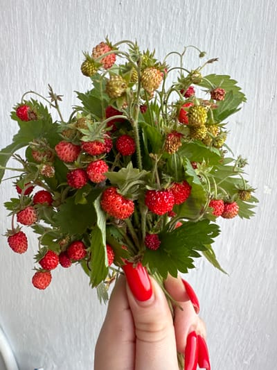 A hand with bright red polished fingernails holds a small bouquet of wild strawberries. The strawberries vary in ripeness, with some being a pale yellow-green and others a vibrant red. They are clustered on thin stems with green leaves. The background is a textured white surface, possibly a wall. The image appears to be taken outdoors during daylight, as indicated by the natural lighting. The focus is on the strawberries and the hand, with the background slightly out of focus. The setting is likely a natural environment where wild strawberries can be found, and the activity is someone presenting or showing off a harvest of these berries. The location context of Peremyshliany, Ukraine, suggests a rural or semi-rural setting. No text is visible in the image.