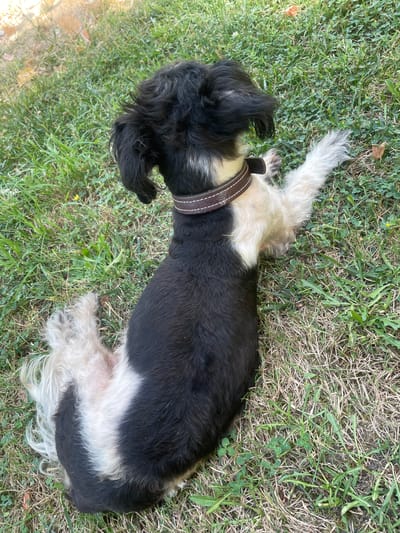 A black and white dog with shaggy fur is lying on its side in the grass. The dog is wearing a brown collar. The grass is green and appears to be a lawn. The background is blurred, but it appears to be outdoors. The image was taken in Başakşehir, Turkey.