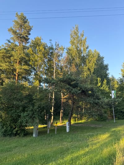 The image depicts a pastoral scene in Skulte, Latvia, bathed in the warm light of late afternoon or early evening. The sky is a clear, vibrant blue, contrasting with the lush greenery of trees and grass. Power lines stretch across the left side of the frame, a subtle hint of civilization amidst the natural landscape.

Dominating the scene are various trees, including pine and birch, their leaves catching the sunlight and casting dappled shadows on the ground. A small flag, predominantly green and white with a symbol, is mounted on a pole among the trees. In the foreground, several utility boxes are visible, some with warning symbols indicating electrical equipment. The ground is covered in a thick carpet of grass, interspersed with small wildflowers, suggesting a rural or park-like setting. The sunlight illuminates the grass from the right, creating bright highlights and long shadows, characteristic of the golden hour. No people are visible in the image, contributing to a sense of tranquility and peace. The overall impression is one of a serene, natural environment, likely a park or a clearing on the edge of a wooded area, in the peaceful Latvian countryside.