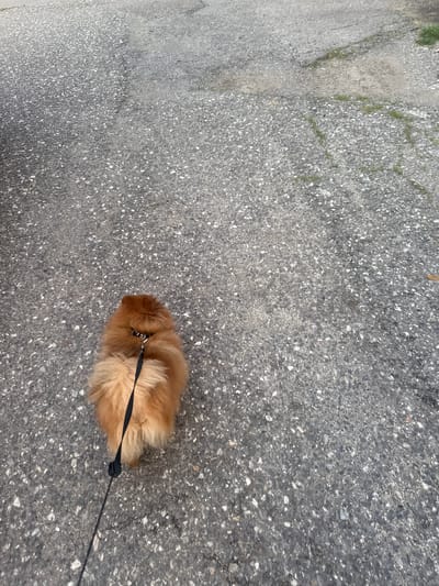 The image captures an overhead, slightly downward-angled view of a single canine subject on a paved surface in the city of Kostinbrod, Bulgaria. The primary subject is a small, light brown to reddish-orange, long-haired dog, consistent with a Pomeranian, seen from its dorsal and posterior aspect, walking away from the camera. The dog wears a black collar with a silver-colored metallic buckle, to which a black synthetic leash is attached. The leash extends downwards and towards the lower-left corner of the frame, featuring a black cylindrical stopper mechanism.

The environment consists of dark grey asphalt pavement, visibly textured with numerous embedded light grey and white aggregate stones. The pavement exhibits signs of wear, including minor cracks and areas of lighter discoloration. Sparse patches of green herbaceous vegetation are observed growing through fissures in the asphalt, particularly in the upper and right portions of the image. A subtle, darker linear demarcation or change in pavement texture is visible horizontally across the upper-central area. The lighting is diffuse, indicating an absence of direct sunlight.