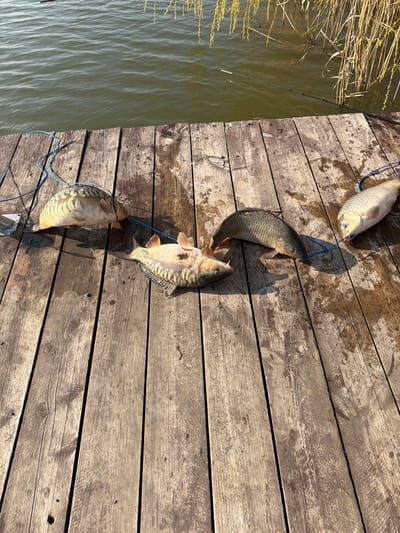 The scene depicts four freshly caught fish, likely carp species, laid out on a weathered wooden pier in the city of Utash, Russia. The fish are arranged in a horizontal line, partially tethered together by a blue synthetic string or fish stringer that passes through their mouths or gills.

From left to right:
1.  A large, light-colored carp with prominent, irregular scales (suggesting a mirror carp variant) lies with its head pointed right, partially obscured by the blue string.
2.  Next to it, a smaller, paler carp with finer scales lies facing right, also connected by the blue string.
3.  A darker, scaled common carp is positioned in the center, facing right, linked by the blue string.
4.  On the far right, a light-colored, scaled carp, similar in size to the leftmost fish, rests with its head pointed left, also connected by the blue string.

The wooden pier consists of multiple aged, sun-bleached planks, some exhibiting water stains and minor imperfections. To the left of the leftmost fish, a small metallic component, possibly part of the pier's structure or equipment, is visible. Beyond the pier, a body of water, likely a lake or pond, is visible under direct sunlight, displaying slight ripples. The far bank features tall, dry reeds or grass and some sparse, lighter-colored foliage, possibly willow branches, extending towards the water. The sun casts distinct shadows of the fish onto the wooden planks, indicating direct overhead or high-angle sunlight. A dark fishing rod tip is partially visible in the water near the reeds on the right side. No human figures are present.