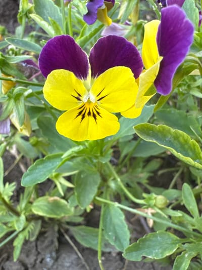 The image shows a close-up view of several purple and yellow pansy flowers blooming amidst green foliage. The flowers are the primary subjects, with one large pansy in the foreground showcasing its distinct bicolor petals and dark markings in the center. The surrounding leaves and stems are lush and green, indicating a healthy plant. The background consists of more greenery and some dark soil, suggesting the flowers are planted in a garden or natural setting. There are no people or any discernible activity taking place. The lighting appears to be natural, likely from daylight, casting soft shadows and highlighting the vibrant colors of the flowers. The image is likely taken outdoors, possibly in a garden or park, given the presence of plants and soil. There is no visible text in the image. The scene evokes a feeling of natural beauty and springtime or summer bloom. The location context of Belashtitsa, Bulgaria, implies an outdoor setting in that region.