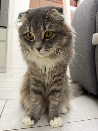 A fluffy grey and white cat with folded ears sits on a tiled floor in what appears to be an indoor environment. The cat is facing forward, with large yellow eyes and long white whiskers. Its fur is a mix of grey, white, and brown tabby markings. The cat is positioned in the center of the frame, with its front paws visible and its body slightly blurred in the background. To the right of the cat, a large, soft gray object, possibly a piece of furniture or a pet bed, takes up a significant portion of the background. The floor is made of light-colored tiles arranged in a grid pattern. The lighting is soft and diffused, creating a gentle atmosphere. There are no people visible in the image. The scene does not provide any specific indicators of its location in Vovchynets, Ukraine.