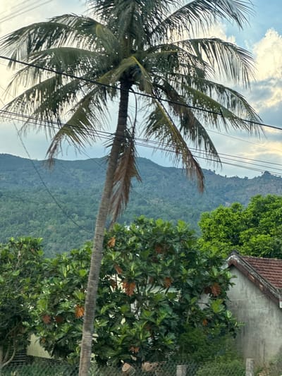 A daytime shot in Phú Hòa, Vietnam, features a palm tree in the foreground with power lines crisscrossing its fronds. A building with a red-tiled roof is partially visible behind a dense canopy of green foliage on the right. A mountain range fades into the hazy distance under a sky with scattered clouds.