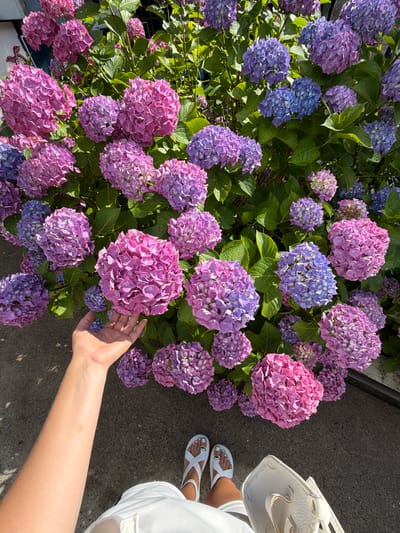 In Semenovka, Russia, a close-up shot captures a person's hand reaching towards a dense bush of blooming hydrangeas. The flowers display a gradient of colors, ranging from vibrant pinks to soft purples and blues. The person, wearing white sandals and a white outfit, is positioned at the bottom right of the frame, with their arm and hand extending into the center. The hand appears to be lightly touching one of the large pink hydrangea blossoms. The surrounding environment includes a dark, textured ground surface, likely asphalt or concrete, and hints of foliage from the hydrangea bush. The lighting suggests a bright, sunny day, casting shadows and highlighting the delicate texture of the flower petals.