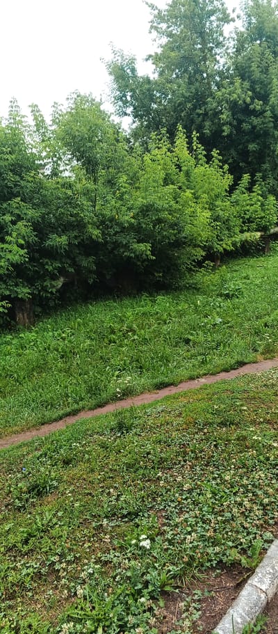 The image depicts a natural scene with lush green vegetation, likely in a park or residential area. In the background, dense trees form a verdant wall, with a cloudy sky visible above their canopy. In the foreground, a path made of reddish-brown dirt winds its way through a sloping grassy area. The grass itself is a mix of taller blades and shorter clover-like plants, interspersed with small white wildflowers. The edge of the image shows a rough, textured surface, possibly a concrete curb or retaining wall. The overall impression is one of a peaceful, outdoor setting during the daytime, with no visible people or animals. The location is identified as Podgornoye, Russia.