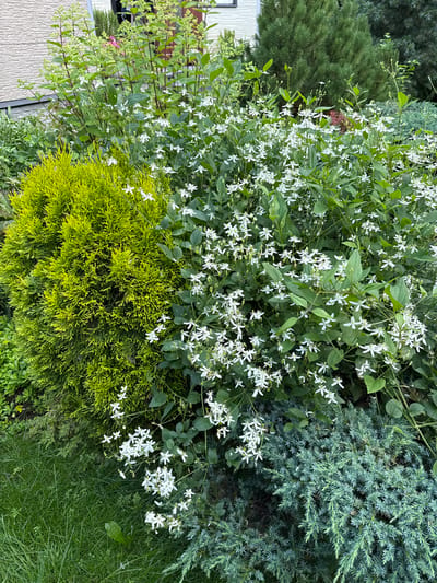 The image captures a vibrant garden scene in Залесье Снт, Russia. In the foreground, a lush green lawn occupies the lower left quadrant. Adjacent to the lawn, on the left side of the frame, is a dense, round, chartreuse-colored conifer bush. To the right of this conifer, a profusion of white, star-shaped flowers on slender green stems dominates the central and right portions of the image. These flowers are interspersed with dark green foliage. In the bottom right corner, a sprawling blue-green juniper bush adds a contrasting texture and color. Behind the flowering plants, a tall evergreen tree with dark green needles stands in the background, partially obscuring another similar tree. To the left and behind the flowering plants, a house with light-colored horizontal siding is visible. The overall impression is one of a well-maintained, diverse garden on a bright day. There are no people or animals visible in the image.