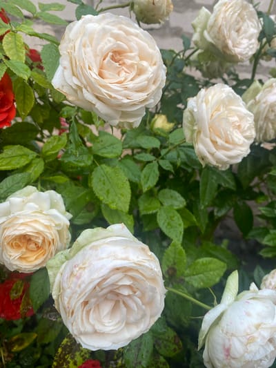 A cluster of creamy white roses with pink tinges is in full bloom, interspersed with deep green, wet leaves. Some of the rose petals show signs of browning at the edges. A few red roses are visible in the background. The scene suggests a garden setting after a rain shower. The image is a close-up shot, with the roses dominating the frame. No people or specific city landmarks are identifiable.