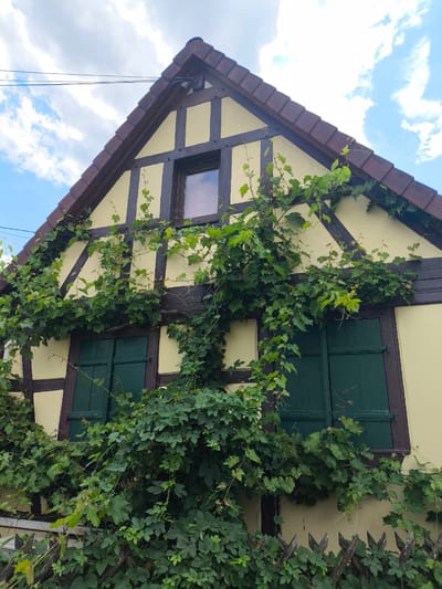 This is a downward-angled, eye-level, full-shot photograph of a quaint, traditional half-timbered house with a steeply pitched, dark red tiled roof against a bright blue sky dotted with fluffy white clouds. The house's exterior walls are painted a pale yellow, with dark brown wooden beams forming a decorative crisscross pattern. Green ivy and other climbing plants generously cover the facade, trailing across the beams and around the windows.
The house has at least two windows visible. One, higher up and smaller, has a dark frame. Below it, to the left and right, are two larger windows, each covered by closed, dark green wooden shutters. A rustic wooden fence, made of pointed, irregularly spaced wooden stakes, runs along the bottom of the frame, also partially obscured by greenery. Electrical wires are visible stretching across the top left corner of the image, silhouetted against the sky.
The scene appears to be set during the daytime, likely late morning or early afternoon, given the bright sunlight casting subtle shadows and the overall illumination. The weather seems pleasant, with a clear sky and visible clouds suggesting a typical summer day. The presence of lush green foliage implies a warm season. The architectural style and the vine-covered facade evoke a sense of a European, possibly rural or small-town setting, consistent with the Ittenheim, France location context. There is no visible text in the image. The overall mood is tranquil and picturesque, highlighting the charming integration of nature with the building's structure.