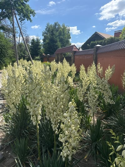 In Obukhivka, Ukraine, a cluster of tall, white yucca flowers bloom in a garden setting. The plants have sword-shaped green leaves and stand in front of a reddish-orange brick wall topped with a dark shingle roof. Behind the wall, more greenery and buildings can be seen under a blue sky with scattered white clouds. Two utility poles with wires are visible on the left side of the image, with trees and other vegetation framing the scene. The ground is covered in dark soil and gravel.