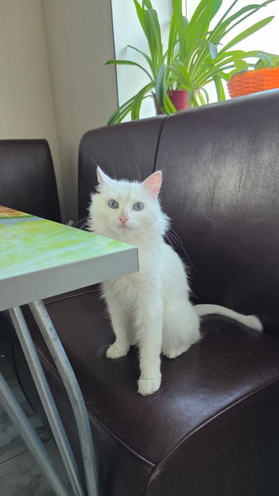 A fluffy white cat with striking blue eyes sits on a dark brown leather couch next to a table with a light green and white patterned top. The cat is facing the camera, its ears perked and its tail extended to the right. Behind the cat, a window is visible with green plants in red and orange pots. The environment appears to be indoors, likely in a residential setting or a cafe, as indicated by the furniture and the presence of plants. The lighting suggests it is daytime, with natural light coming from the window. The image does not provide any specific information about the city of Старошареево, Russia, other than its mention in the prompt.